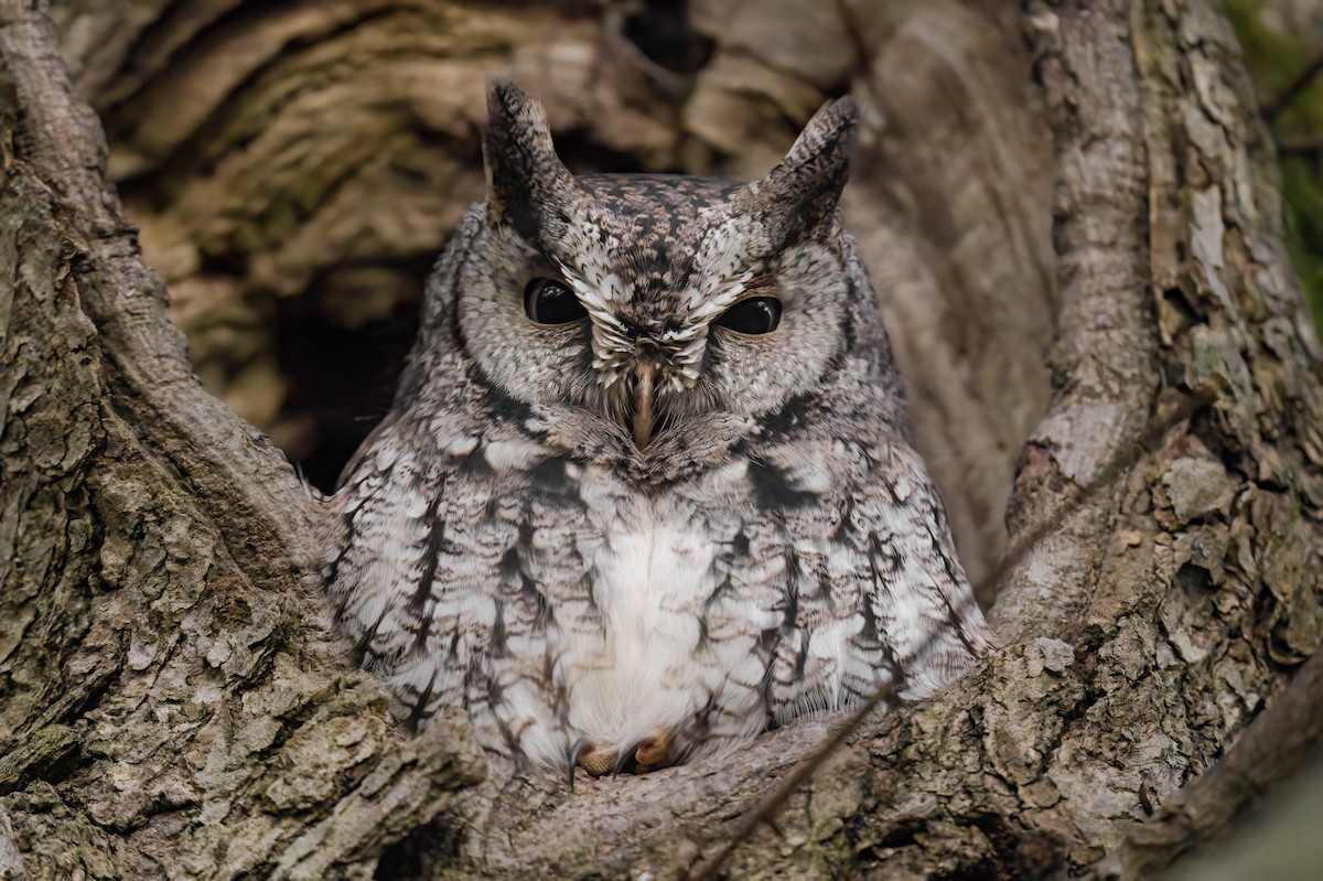 Eastern Screech-Owl - Kevin  Fox