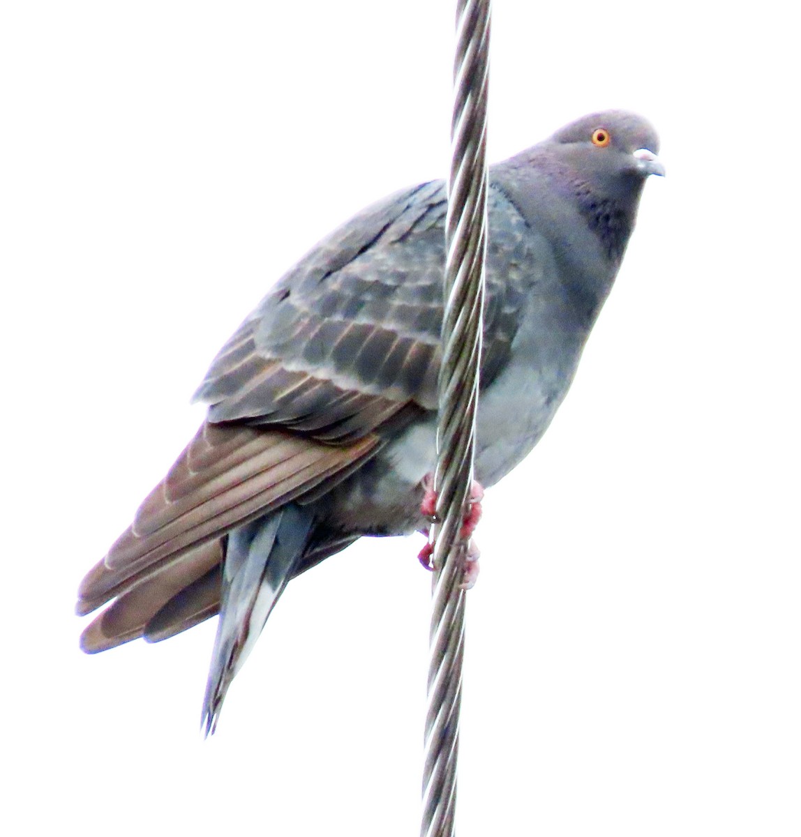 Rock Pigeon (Feral Pigeon) - ML610325606
