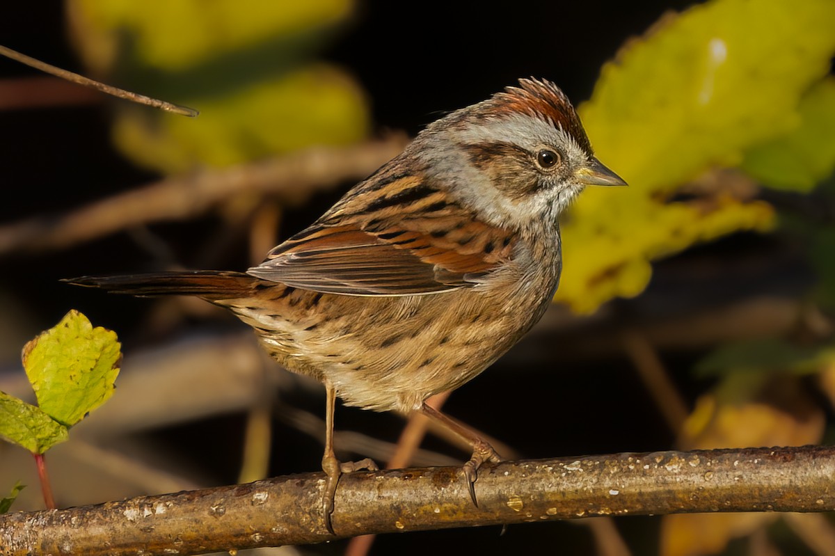 Swamp Sparrow - ML610325705