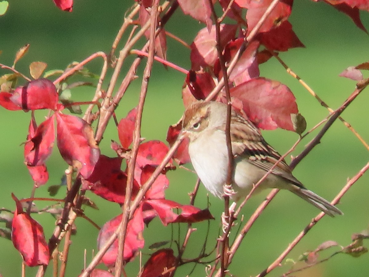 Chipping Sparrow - ML610325790