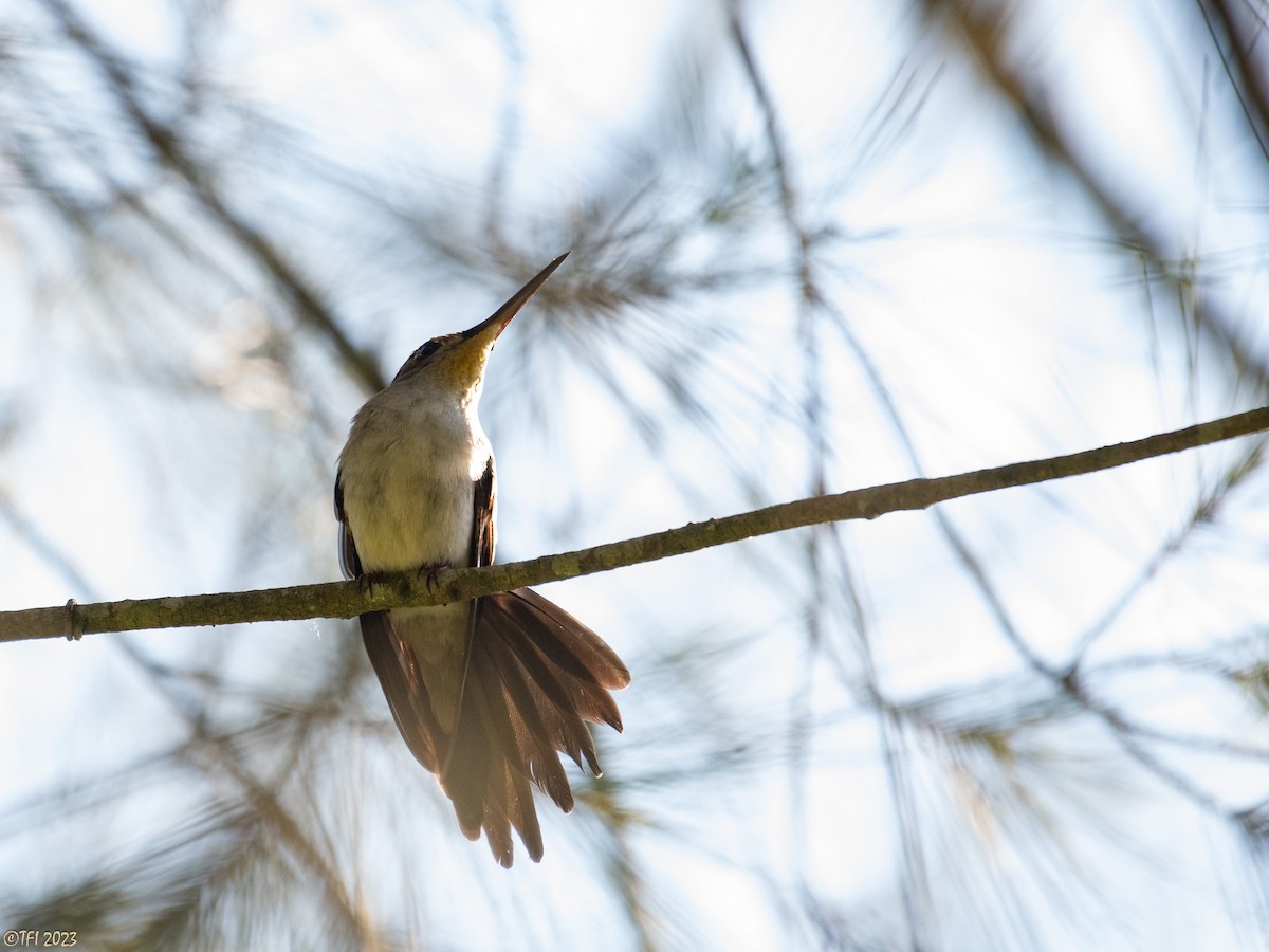 Wedge-tailed Sabrewing (Curve-winged) - ML610326377