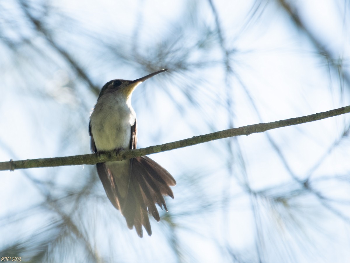 Wedge-tailed Sabrewing (Curve-winged) - ML610326380