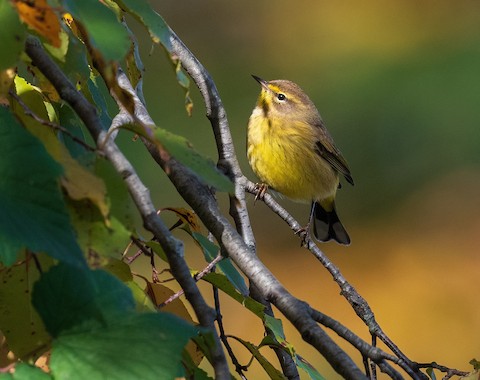 Northern Cardinal, Eastern Bluebird, And Kentucky Warbler - Cross Gate  Gallery