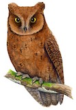 Principe Scops Owl Illustration