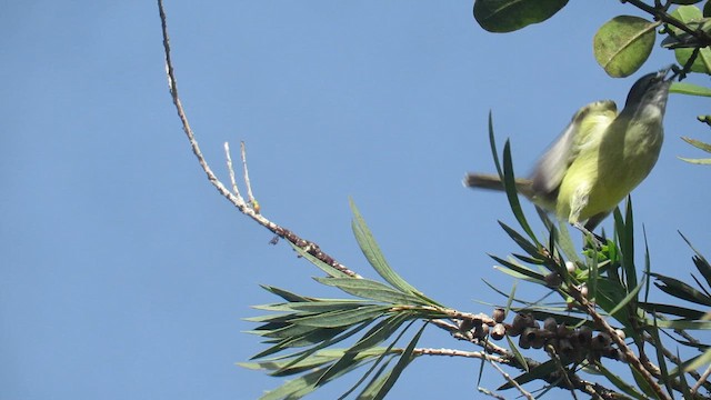 Yellow-crowned Tyrannulet - ML610326567