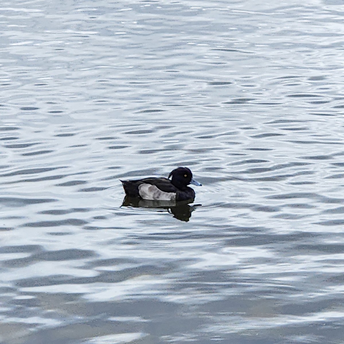 Tufted Duck - ML610326639