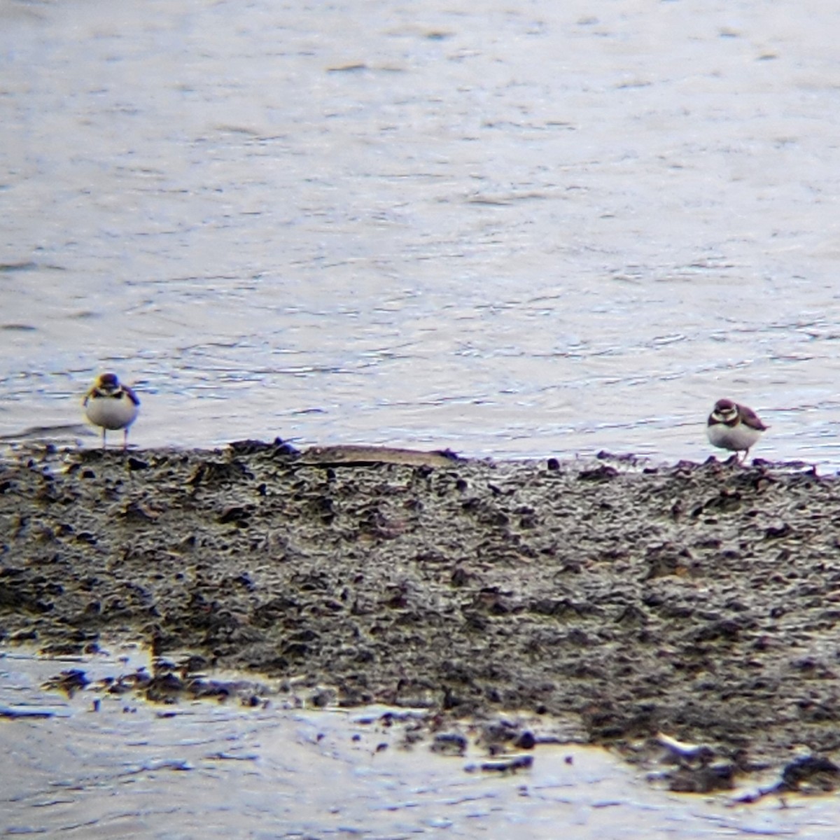 Semipalmated Plover - ML610326672