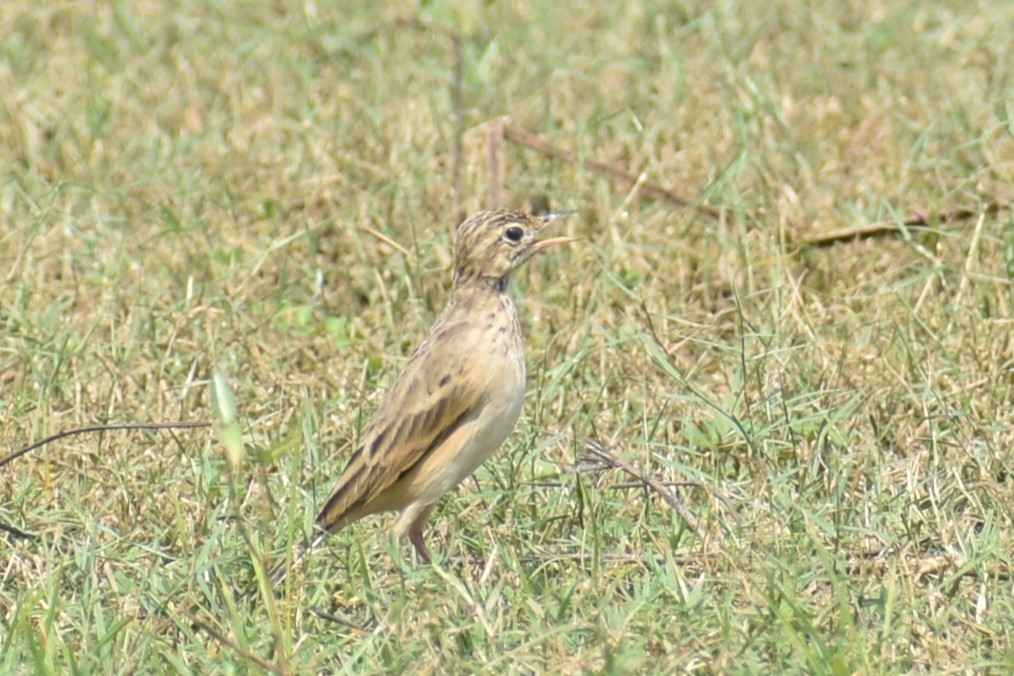 pipit sp. - ML610326787