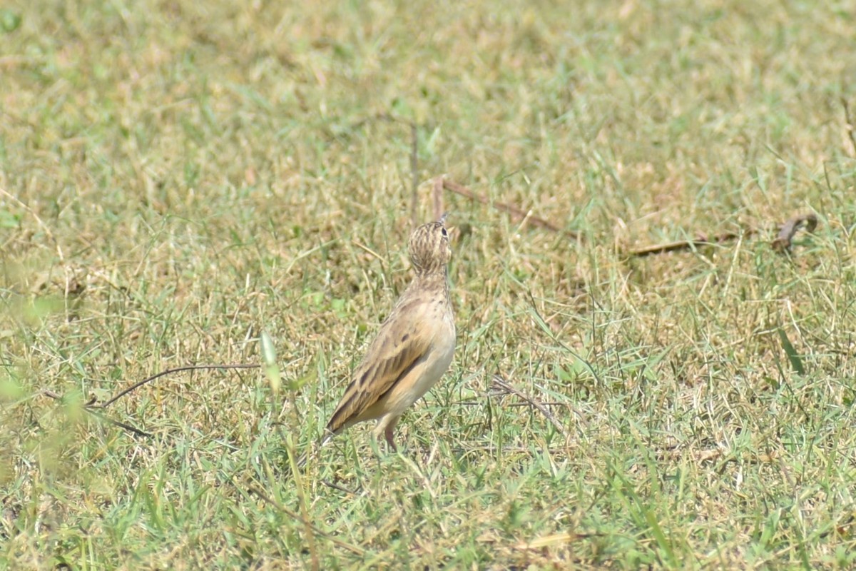 pipit sp. - ML610326788