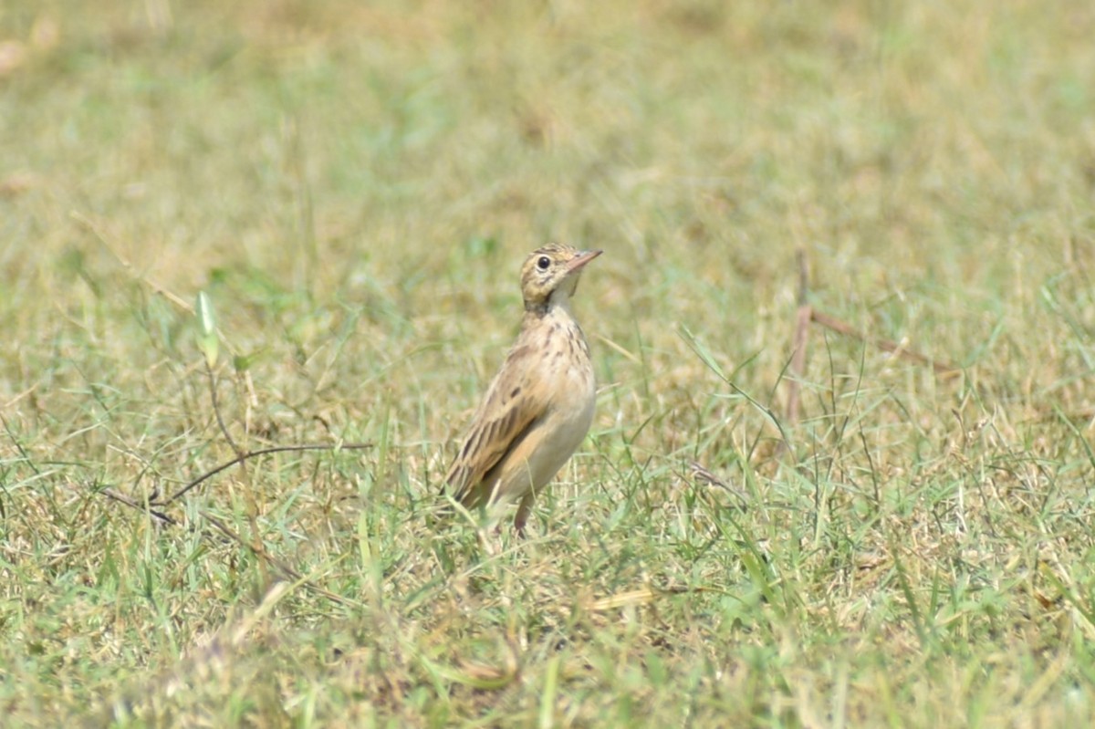 pipit sp. - ML610326789