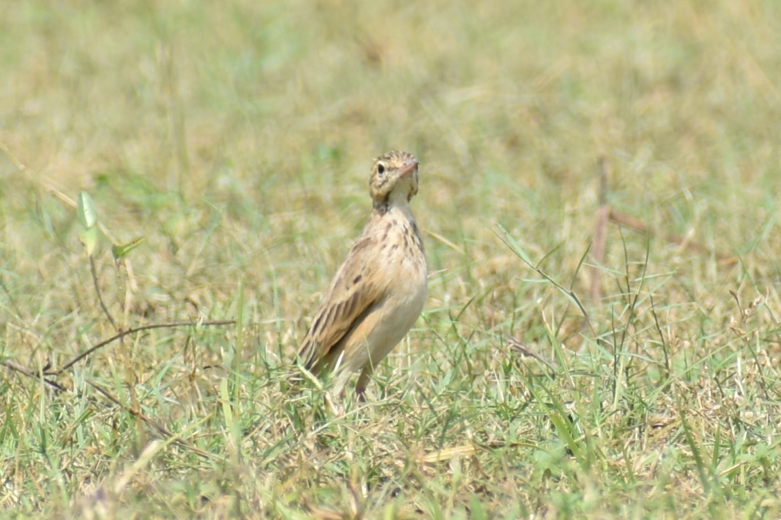 pipit sp. - ML610326790