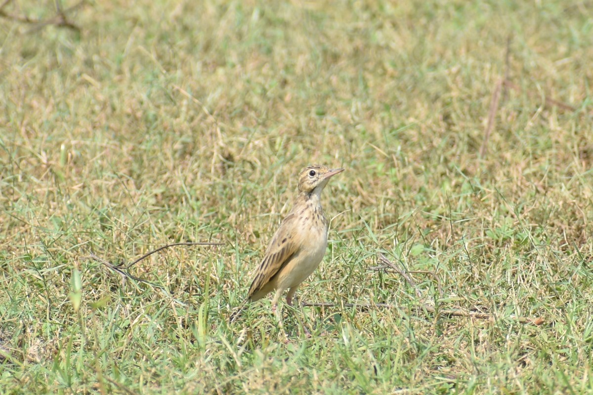 pipit sp. - ML610326791