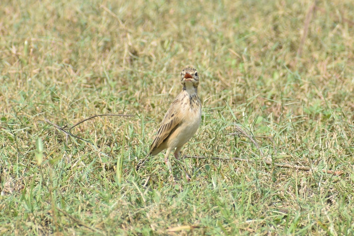 pipit sp. - ML610326792