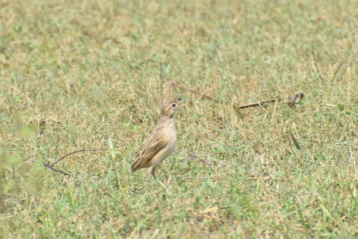 pipit sp. - ML610326793