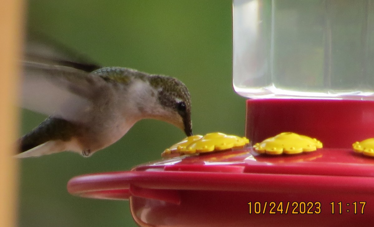 Ruby-throated Hummingbird - ML610326896