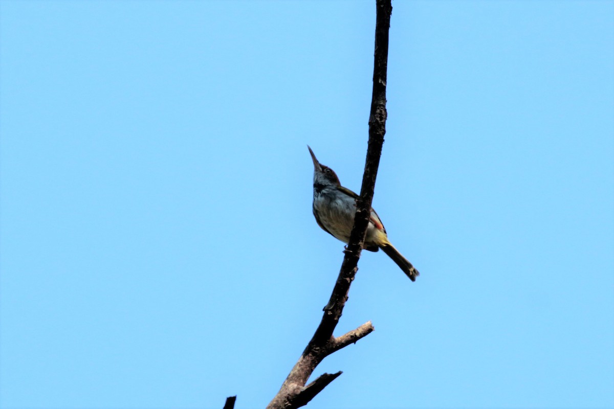 Dark-necked Tailorbird - ML61032691