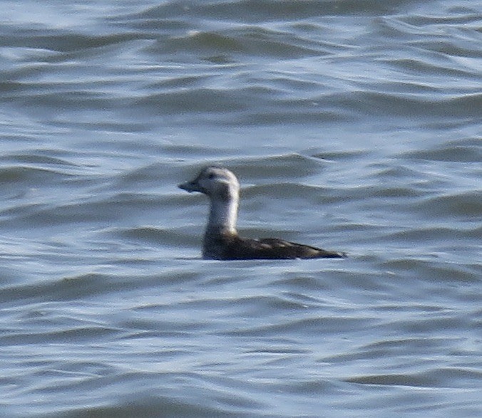 Long-tailed Duck - ML610327077