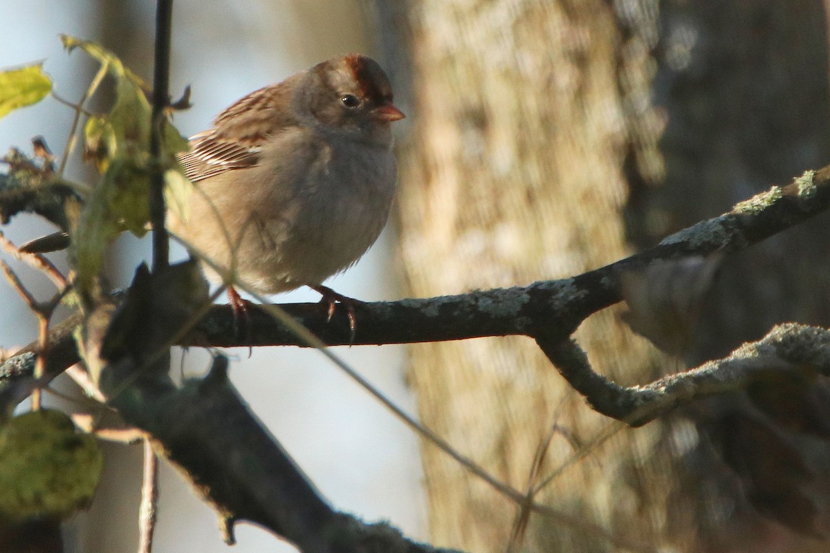 White-crowned Sparrow - Dennis  Dirigal