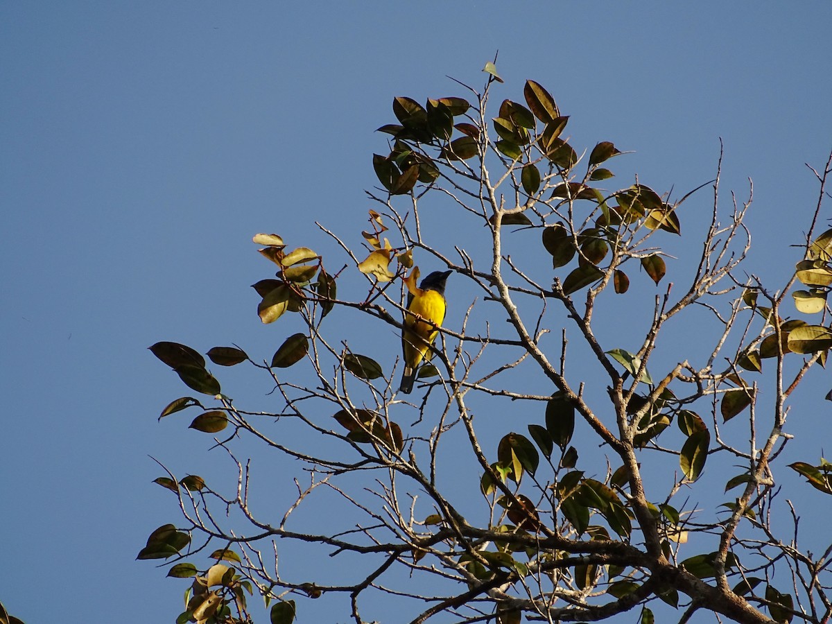 Blue-backed Tanager - ML610327819