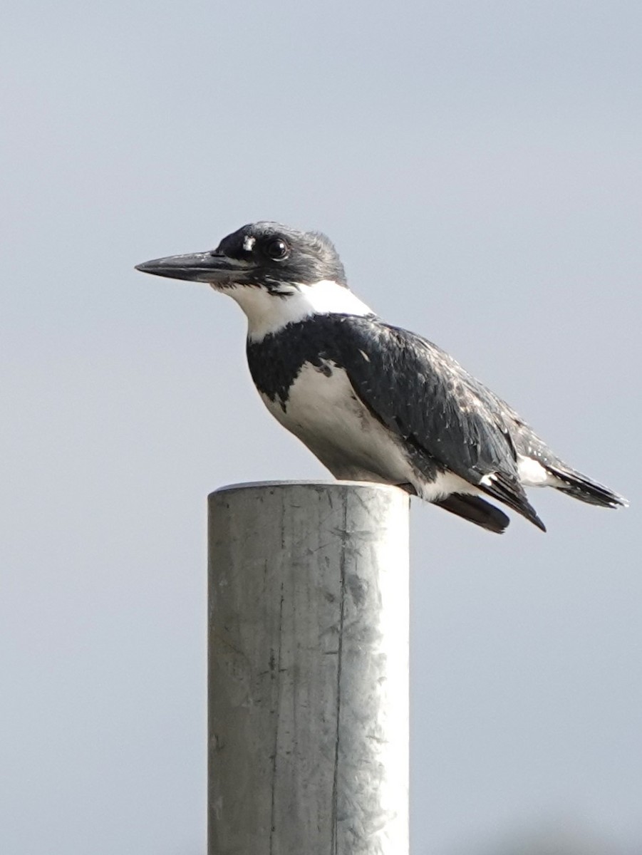 Belted Kingfisher - ML610328025