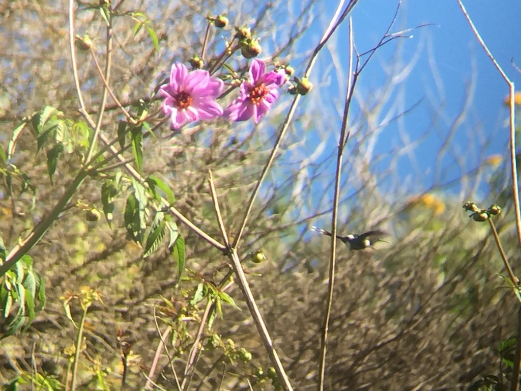 Sparkling-tailed Hummingbird - ML610328271