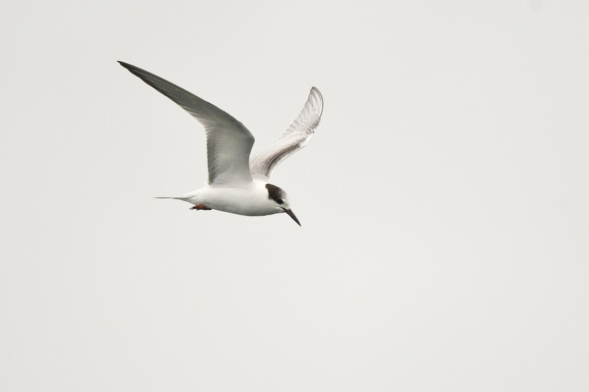 Common Tern - ML610328324