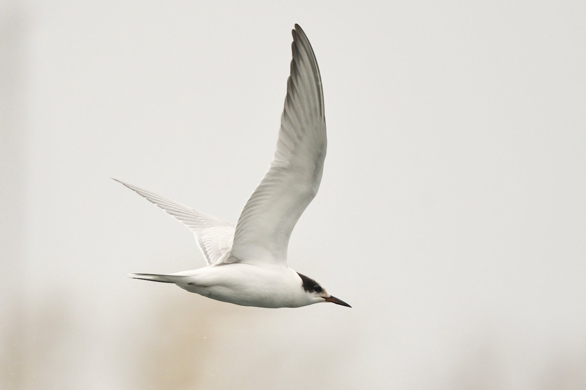 Common Tern - Jim Pawlicki