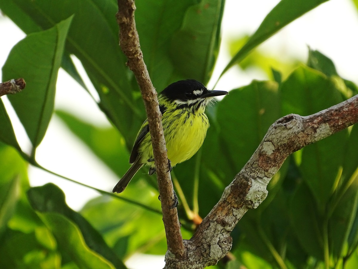 Painted Tody-Flycatcher - ML610328464