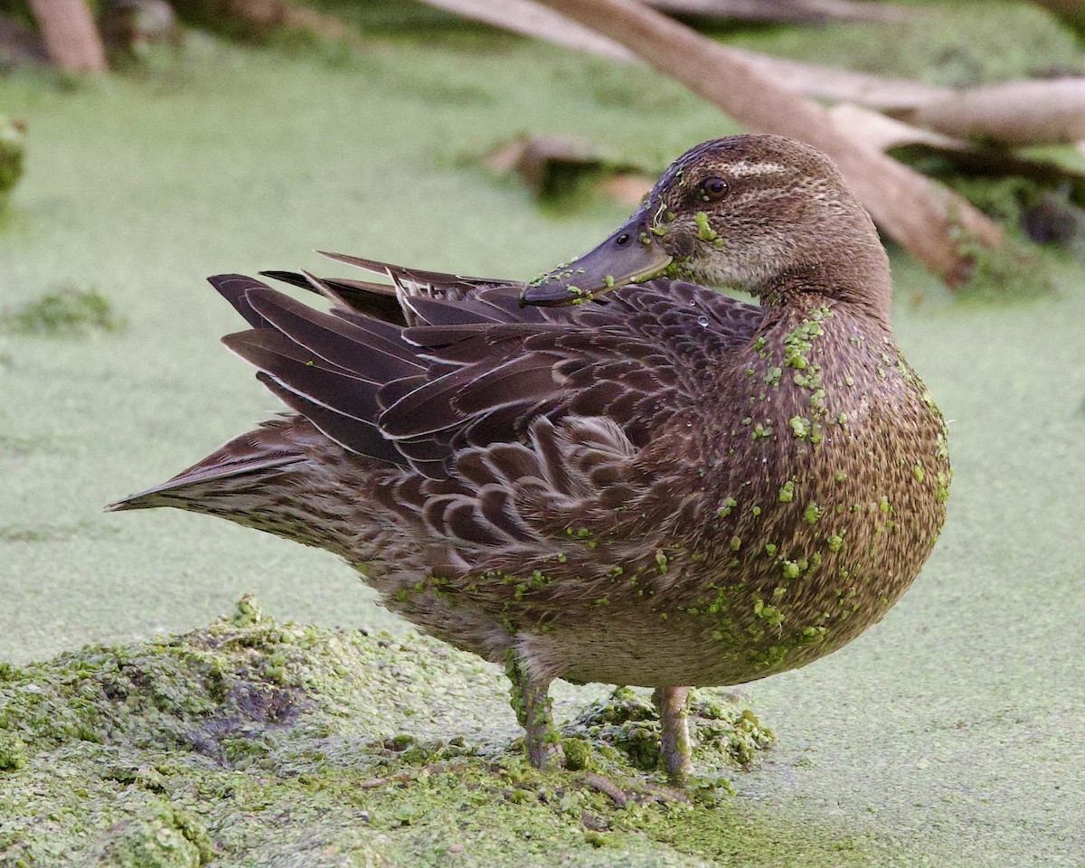 Garganey - Spatula querquedula - Media Search - Macaulay Library and eBird