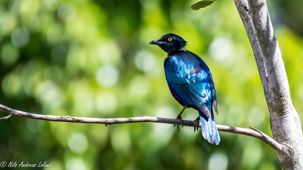 Greater Blue-eared Starling - ML610328915