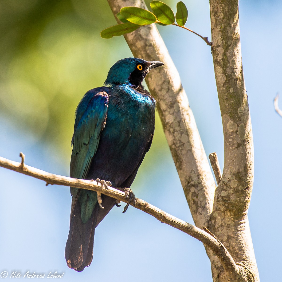 Greater Blue-eared Starling - ML610328916