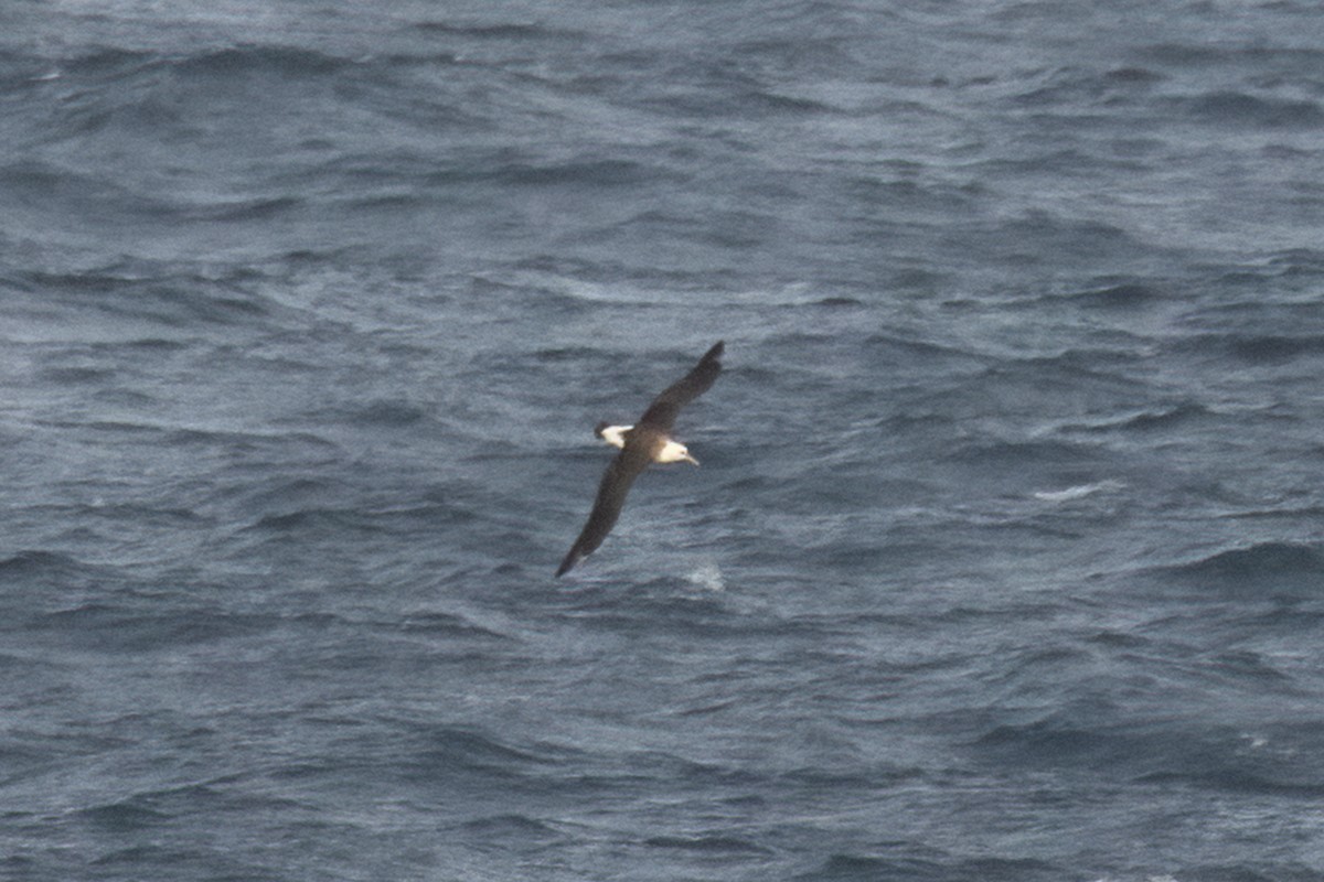 Laysan Albatross - ML610329596