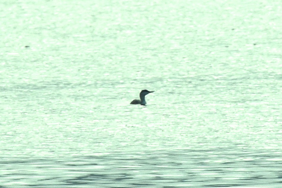 Red-throated Loon - ML610329736