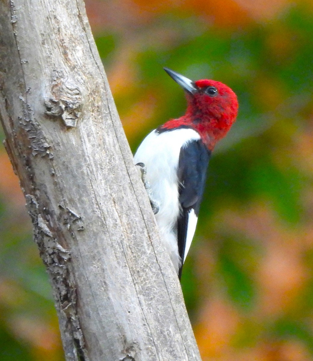 Red-headed Woodpecker - ML610331036