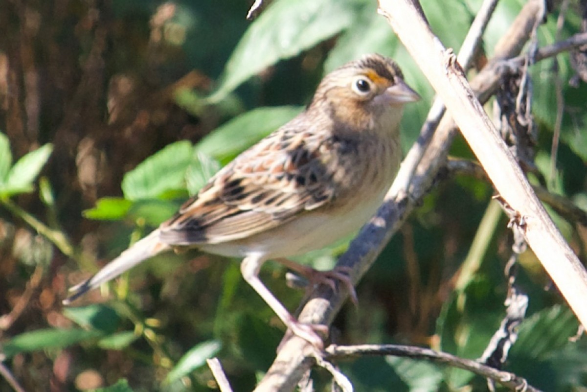 Grasshopper Sparrow - ML610331153