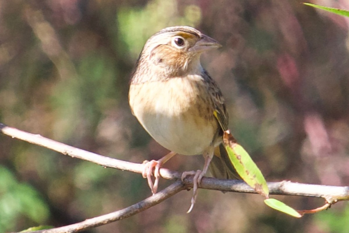 Grasshopper Sparrow - ML610331154