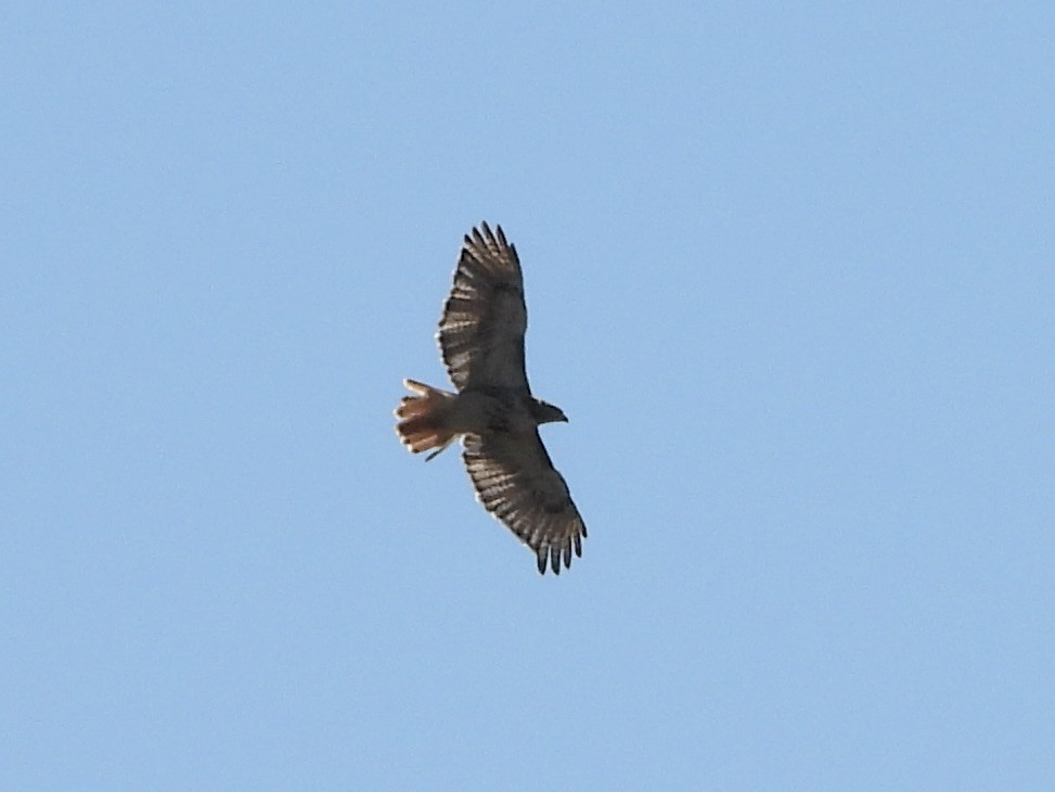 Red-tailed Hawk - ML610331450