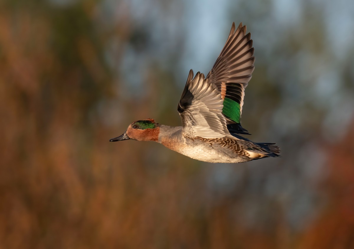 Green-winged Teal - ML610331993