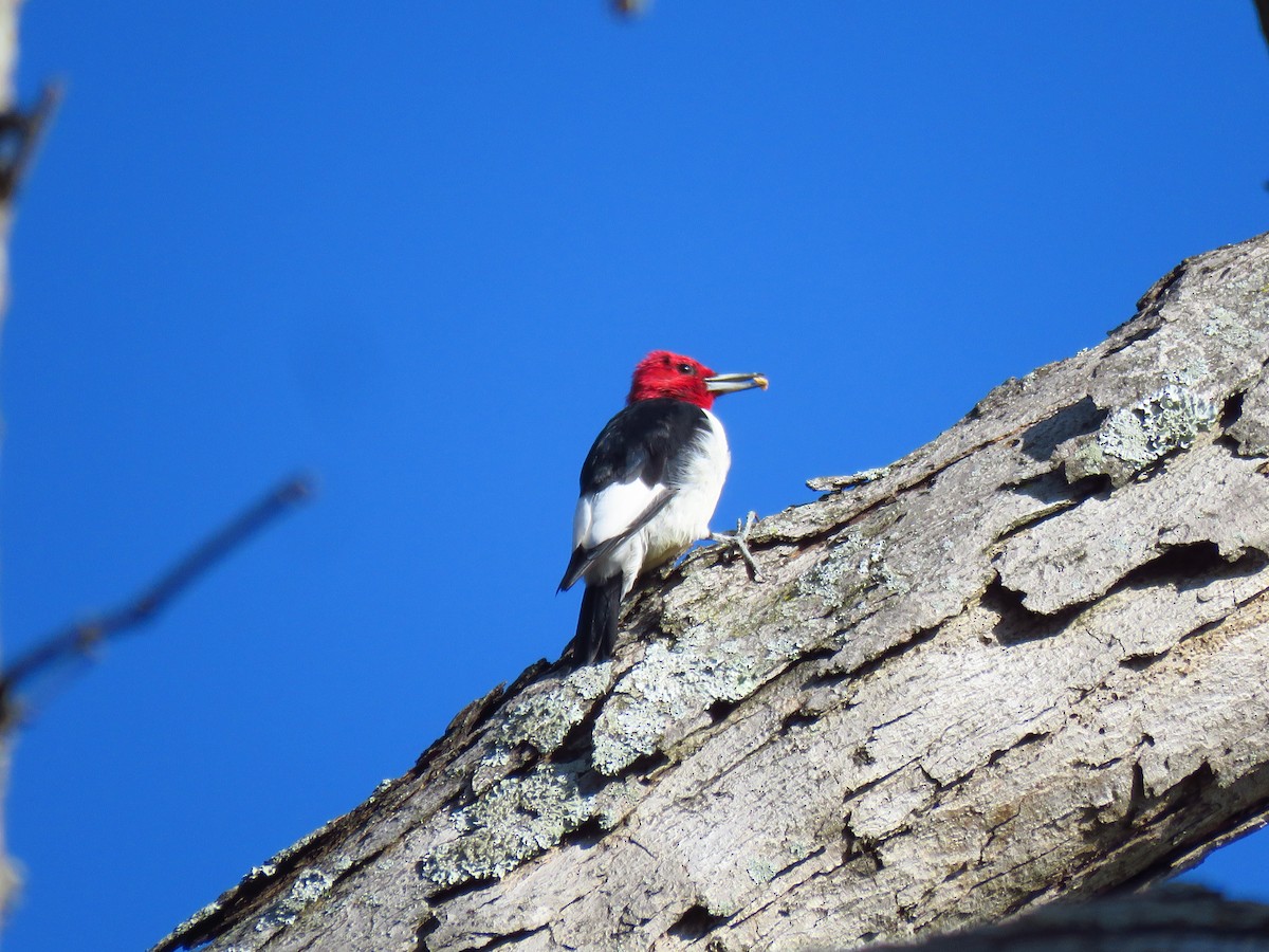 Red-headed Woodpecker - ML610332110