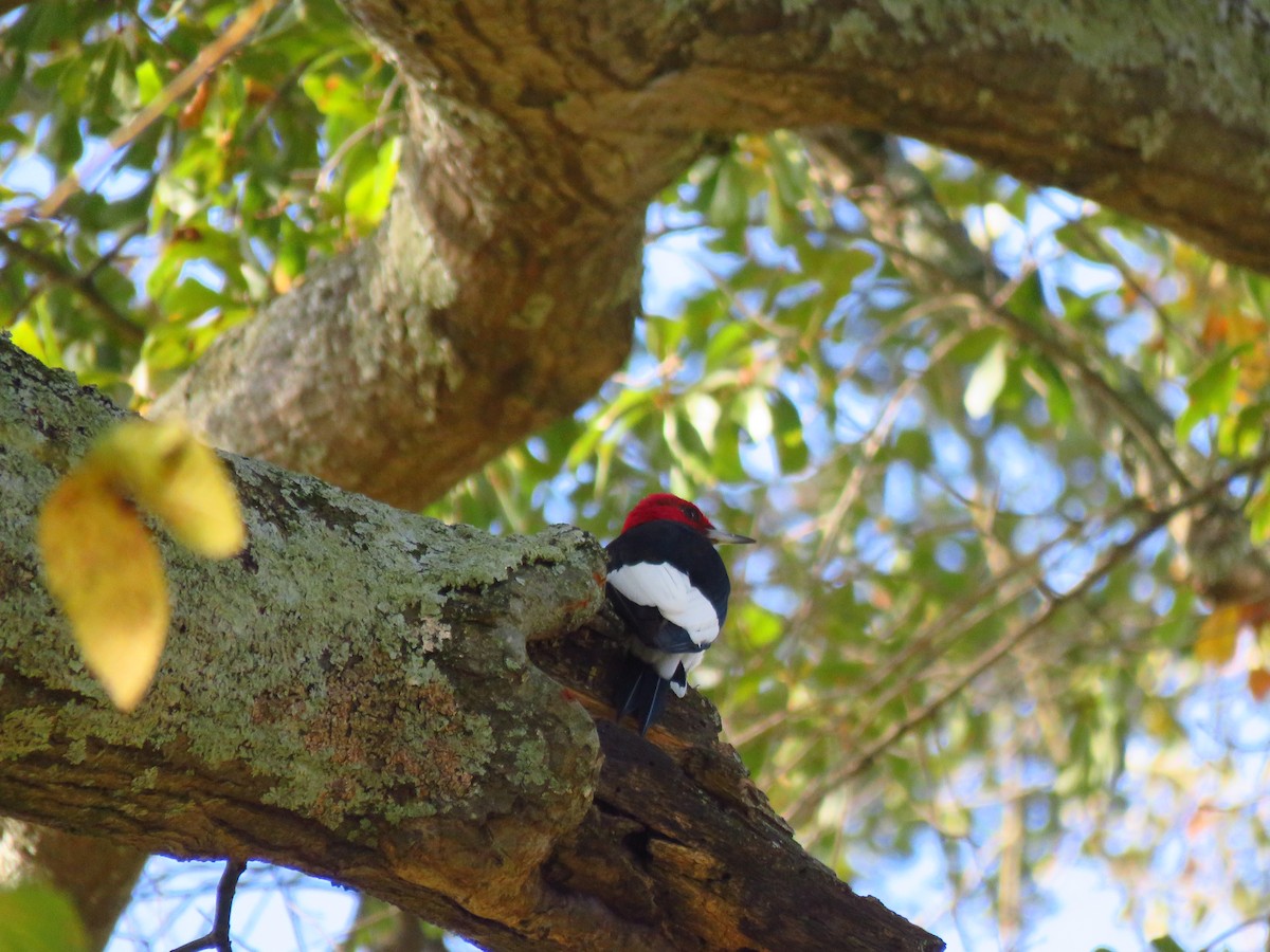 Red-headed Woodpecker - ML610332111