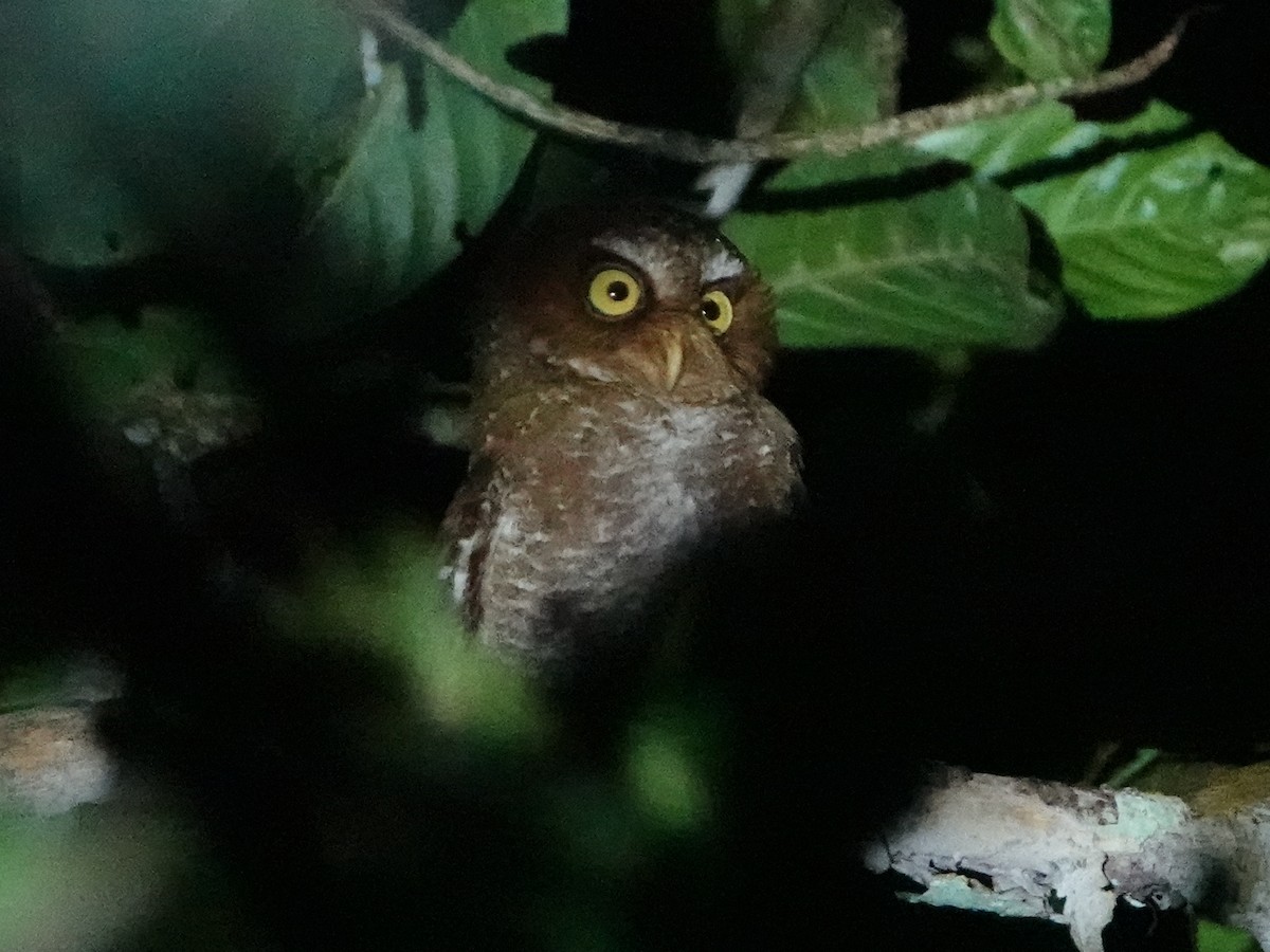 Flores Scops-Owl - Barry Reed