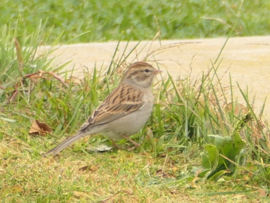 Chipping Sparrow - ML610332707