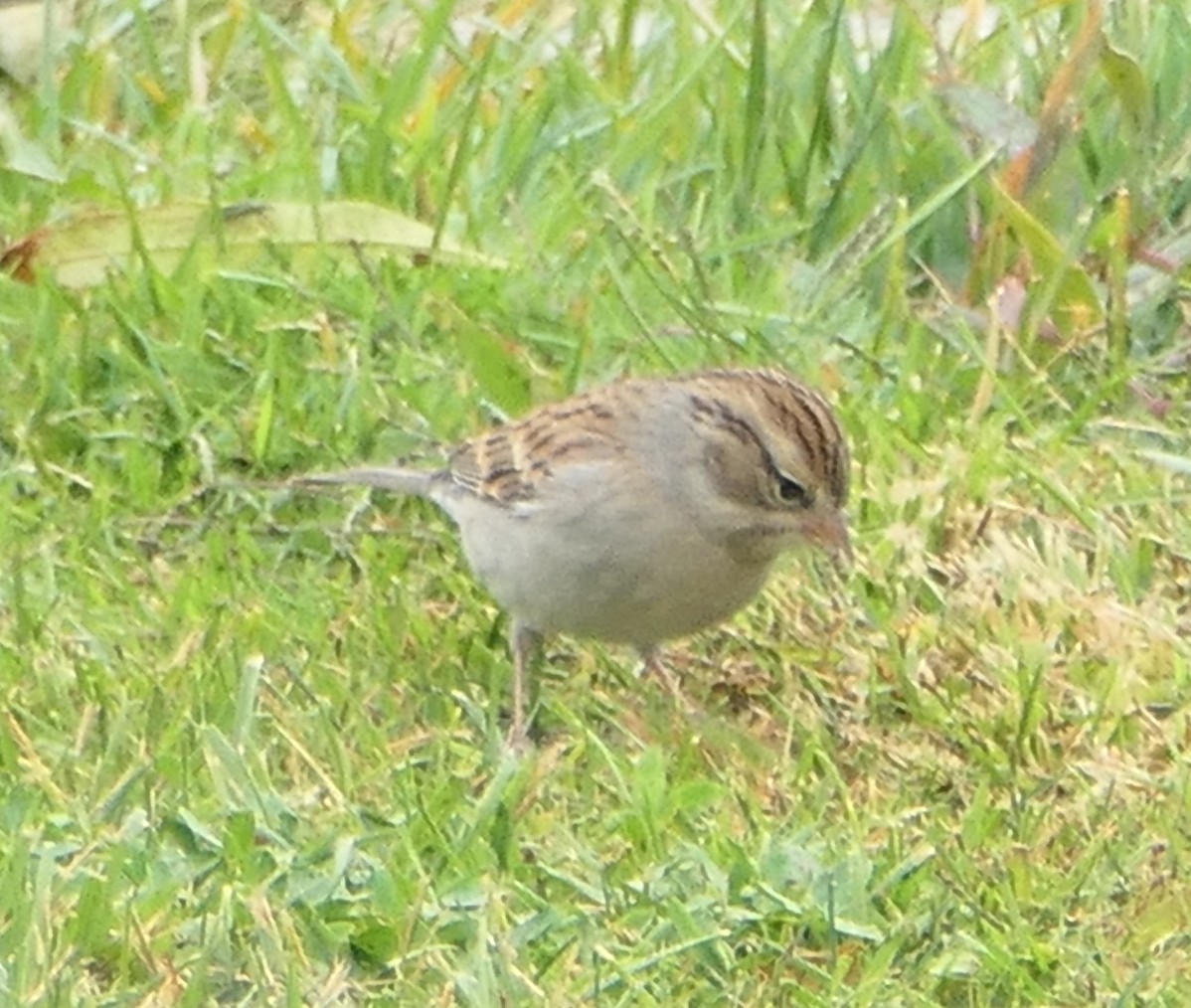 Chipping Sparrow - ML610332710