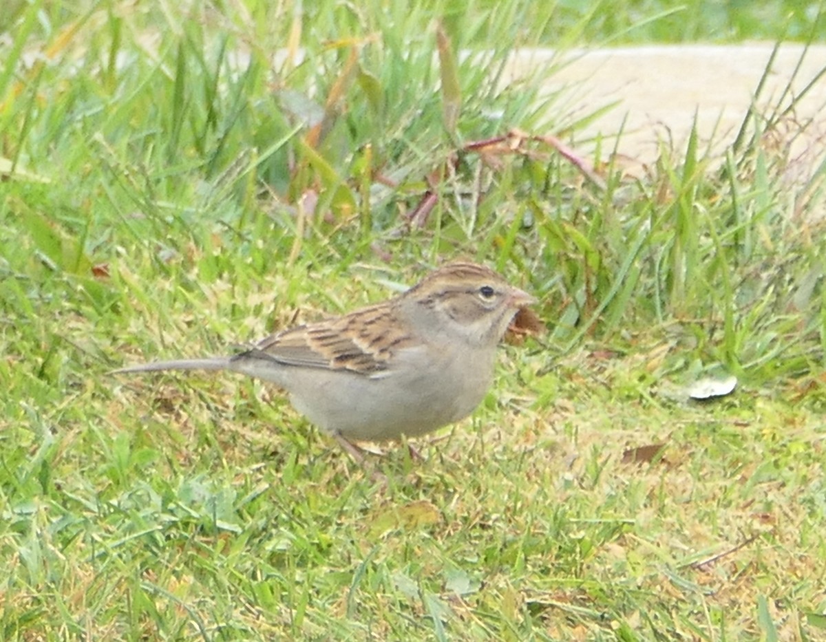 Chipping Sparrow - ML610332718