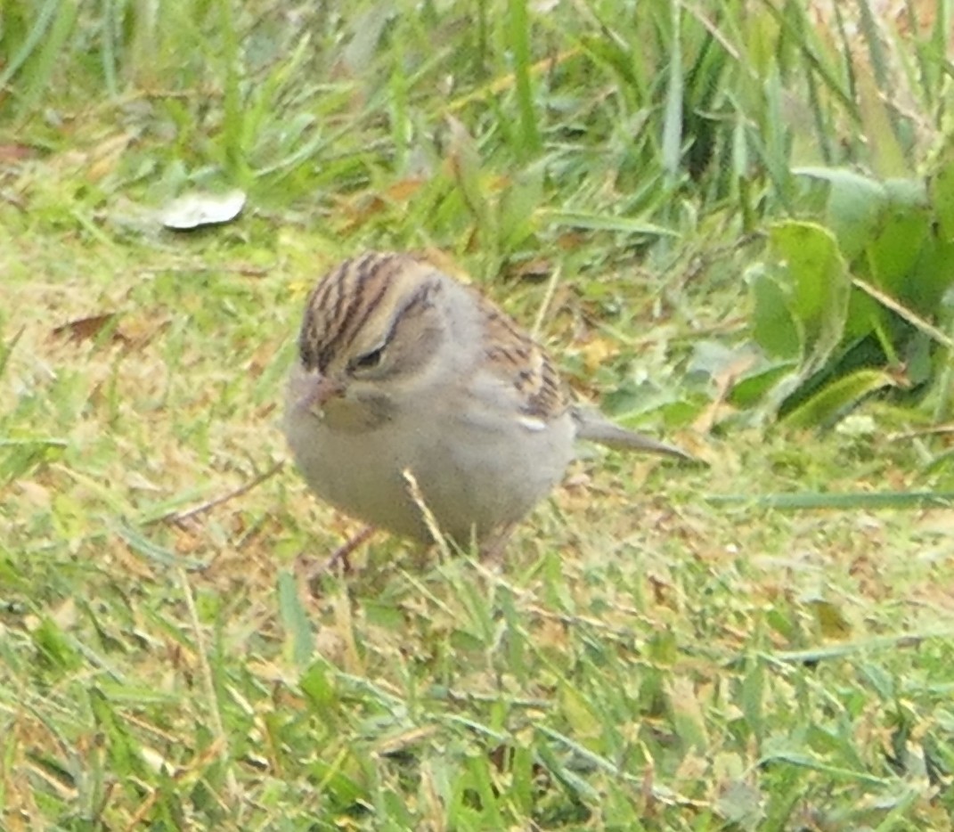 Chipping Sparrow - ML610332723