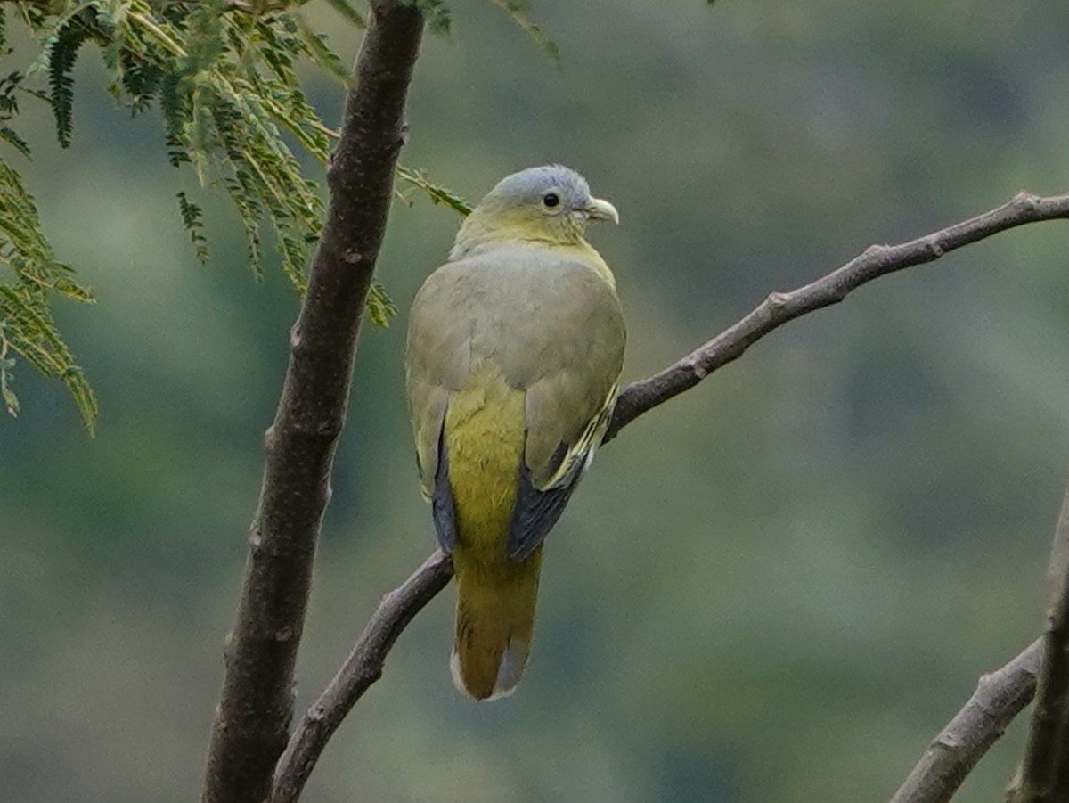 Flores Green-Pigeon - Barry Reed