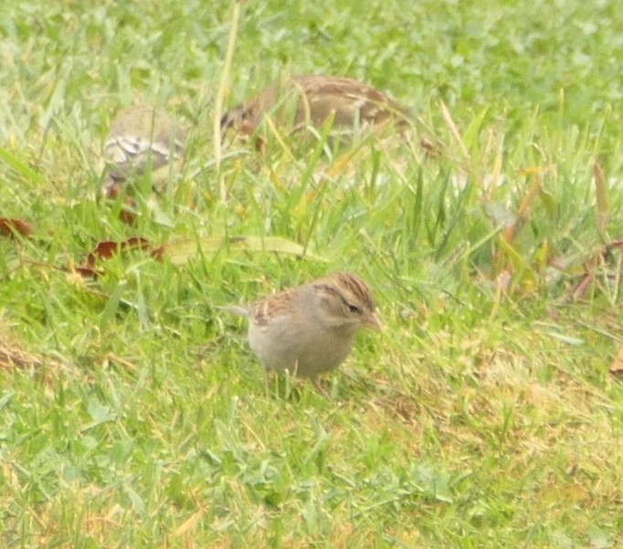 Chipping Sparrow - ML610332735