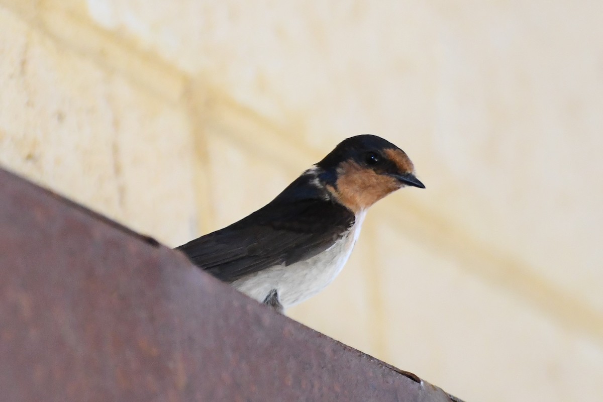Welcome Swallow - ML610332861