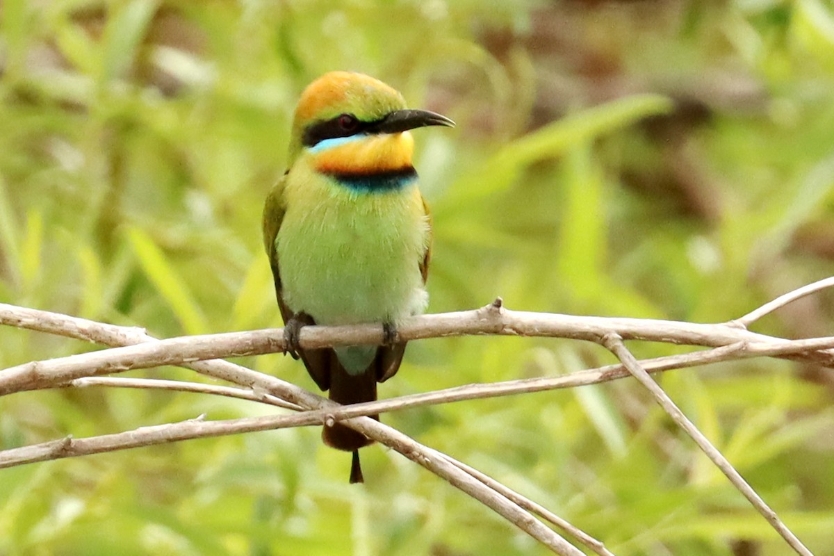 Rainbow Bee-eater - ML610333125