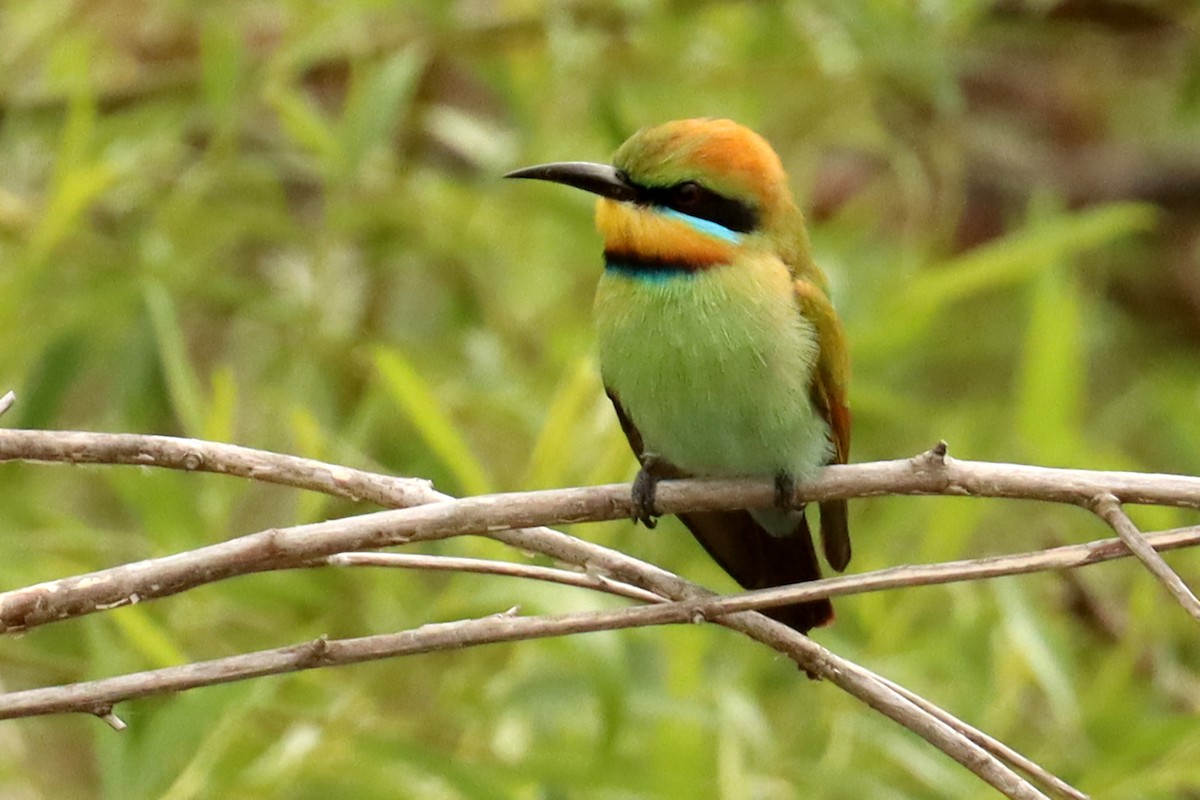 Rainbow Bee-eater - ML610333127